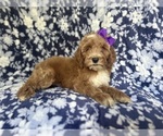 Small #6 Cockapoo