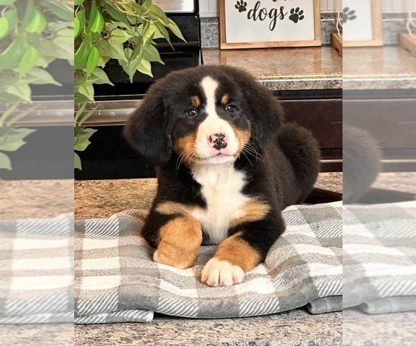 Medium Photo #3 Bernese Mountain Dog Puppy For Sale in INDIANAPOLIS, IN, USA
