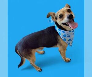 Chihuahua Dogs for adoption in Bakersfield, CA, USA