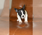 Puppy Chispa French Bulldog