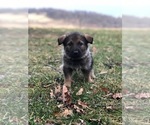 Small Photo #2 German Shepherd Dog Puppy For Sale in TYRONE, PA, USA