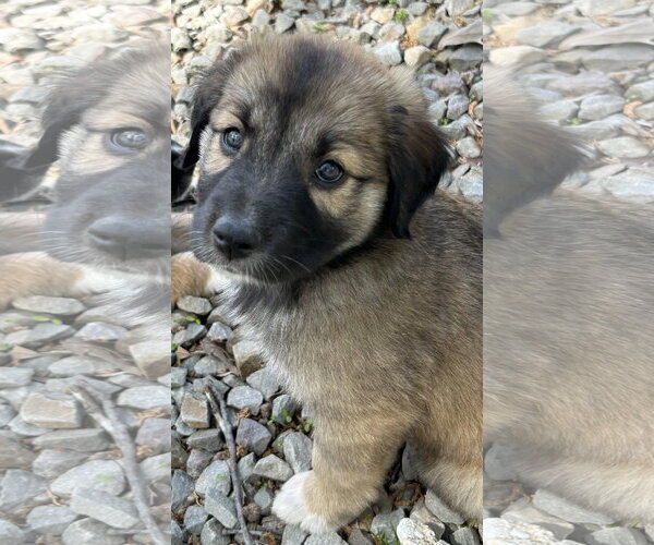 Medium Photo #1 Australian Shepherd-Great Dane Mix Puppy For Sale in Rockaway, NJ, USA