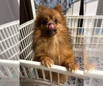 Small #1 Pomeranian