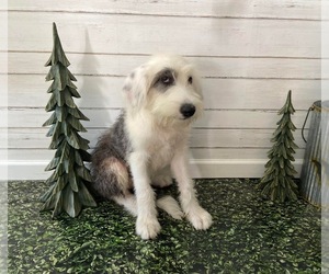 Old English Sheepdog Puppy for sale in BROADWAY, NC, USA