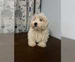 Small #65 Havanese