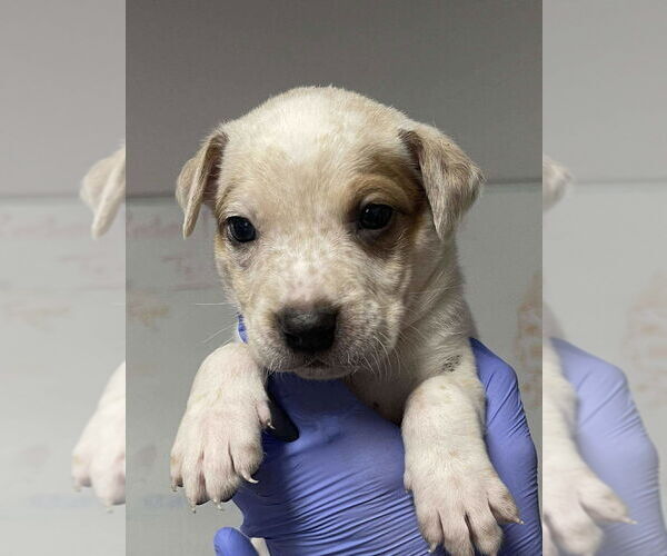 Medium Photo #1 Great Dane-Unknown Mix Puppy For Sale in Bolivar, MO, USA