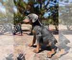 Puppy King Blue Doberman Pinscher