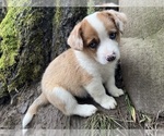 Bramble - Male Aussie-Corgi Puppy for Sale - Small photo