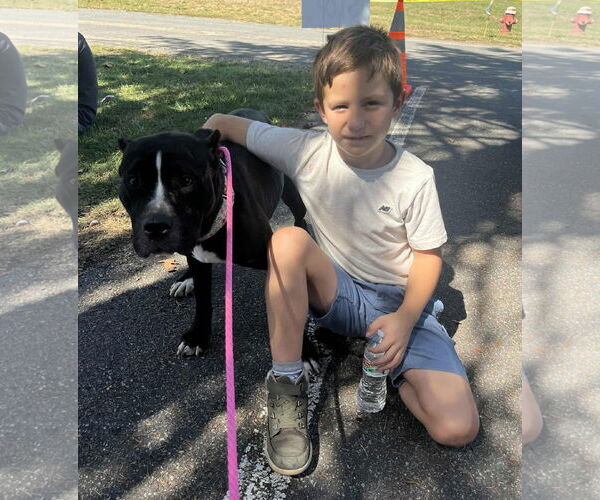 Medium Photo #2 American Pit Bull Terrier-Unknown Mix Puppy For Sale in Germantown, OH, USA