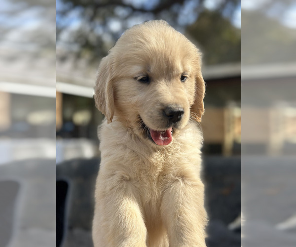 Medium Photo #3 Golden Retriever Puppy For Sale in CAMILLA, GA, USA