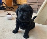 Small Photo #2 Labradoodle Puppy For Sale in SALT LAKE CITY, UT, USA