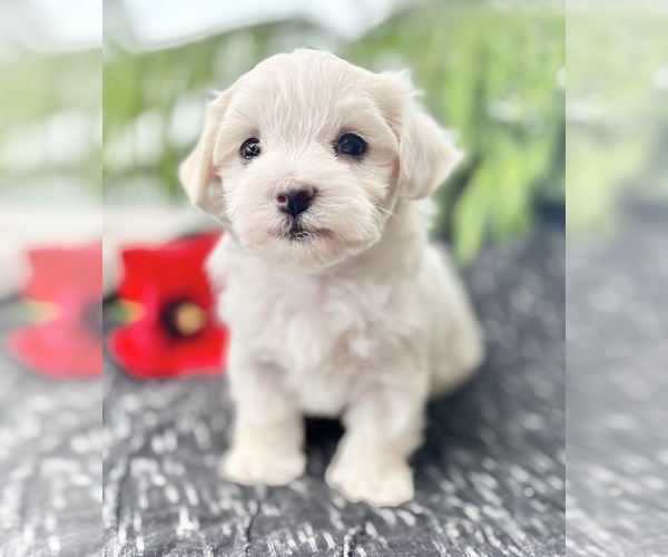 Medium Photo #1 Maltese Puppy For Sale in ROCK STREAM, NY, USA