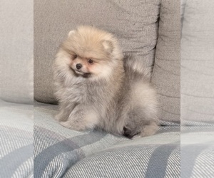 Medium Pomeranian