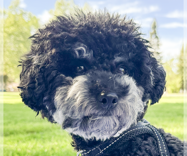 Medium Photo #1 Poodle (Miniature)-Unknown Mix Puppy For Sale in San Ramon, CA, USA