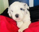 Small #14 Sheepadoodle