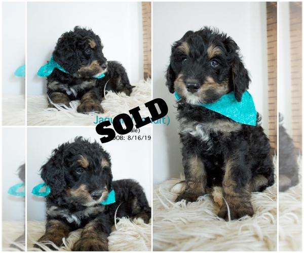 Medium Photo #4 Bernedoodle Puppy For Sale in FLOYD, IA, USA