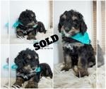 Small Photo #4 Bernedoodle Puppy For Sale in FLOYD, IA, USA