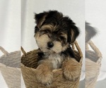 Small Photo #4 Morkie Puppy For Sale in CORNERSVILLE, TN, USA