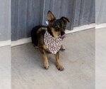 Small #6 Chiweenie
