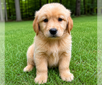 Small #1 Golden Retriever