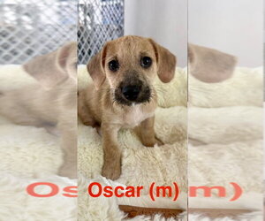 Chihuahua-Unknown Mix Dogs for adoption in Jefferson, NJ, USA