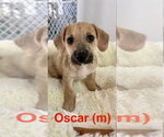 Small Chihuahua Mix