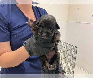 American Pit Bull Terrier-Unknown Mix Dogs for adoption in San Bernardino, CA, USA