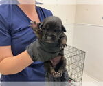 Small American Pit Bull Terrier Mix
