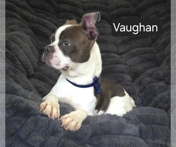 Medium Photo #6 Boston Terrier Puppy For Sale in MINERAL WELLS, WV, USA