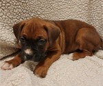 Small Photo #9 Boxer Puppy For Sale in JOLIET, IL, USA