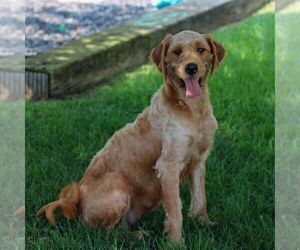 Mother of the Goldendoodle (Miniature) puppies born on 06/16/2025