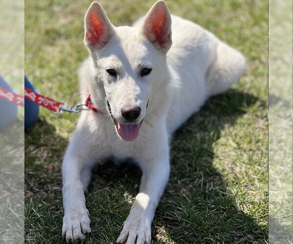 Medium Photo #9 Siberian Husky-Unknown Mix Puppy For Sale in Canton, CT, USA