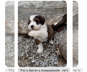 Sheepadoodle Puppy for sale in GRABILL, IN, USA