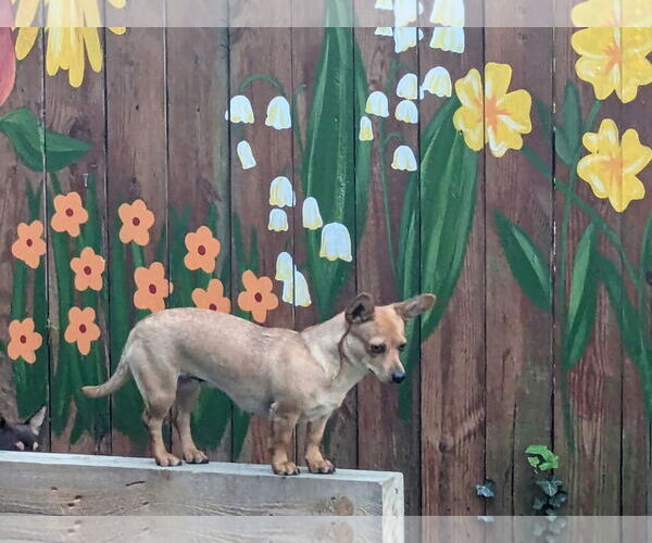 Medium Photo #12 Dachshund Puppy For Sale in Arlington, VA, USA