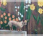 Small #11 Dachshund