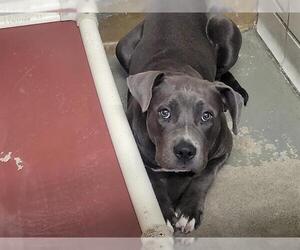 American Pit Bull Terrier Dogs for adoption in Stockton, CA, USA