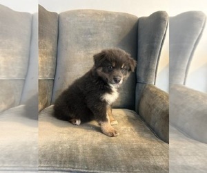 Australian Shepherd Puppy for sale in INDIANAPOLIS, IN, USA
