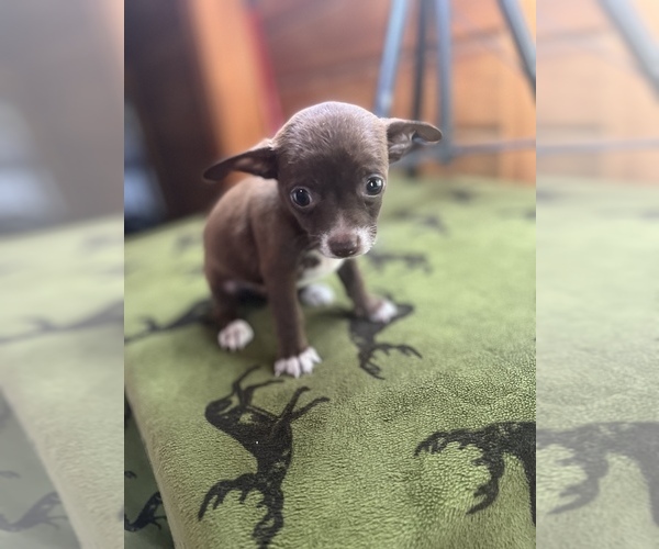 Medium Photo #15 Chihuahua Puppy For Sale in SAINT AUGUSTINE, FL, USA