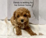 Puppy Sandy Poodle (Toy)