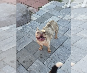 French Bulldog Puppy for sale in NORTH PORT, FL, USA