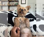 Small #2 Mutt