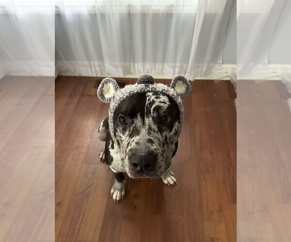 Medium Photo #7 American Bulldog Puppy For Sale in Oro Medonte, Ontario, Canada
