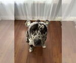 Small #6 American Bulldog