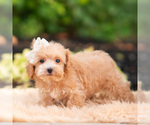 Small Photo #78 Maltipoo (Miniature) Puppy For Sale in WARSAW, IN, USA