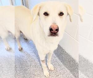 Siberian Husky-Unknown Mix Dogs for adoption in Houston, TX, USA