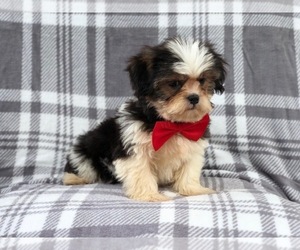 Poodle (Miniature)-Shorkie Tzu Mix Puppy for sale in LAKELAND, FL, USA