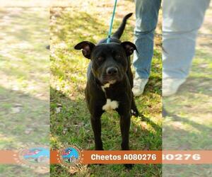 Labrador Retriever Dogs for adoption in Mobile, AL, USA