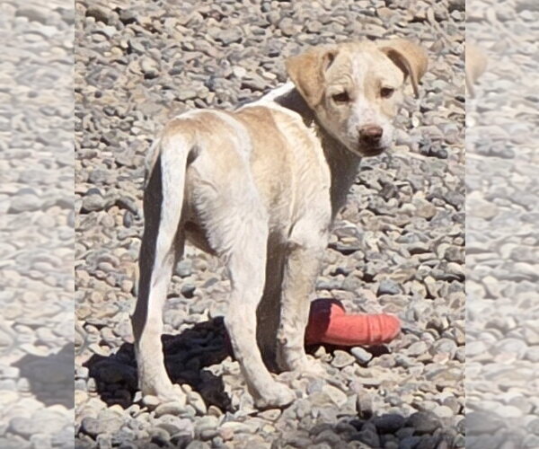 Medium Photo #2 Jack Russell Terrier-Unknown Mix Puppy For Sale in Peralta, NM, USA
