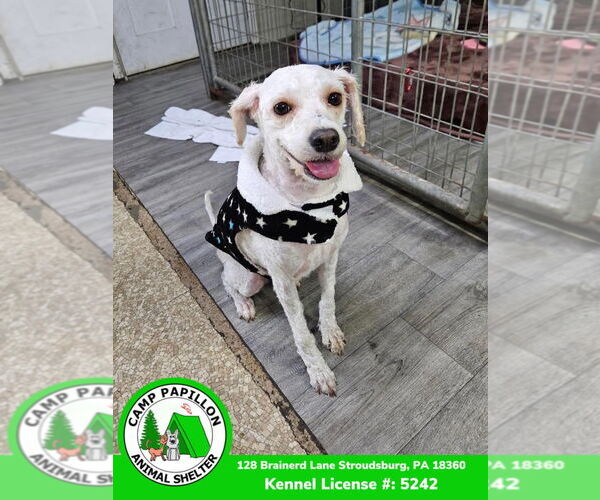 Medium Photo #1 Poochon Puppy For Sale in Stroudsburg, PA, USA