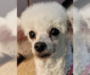 Brigette - Female Poodle (Toy) Dog for Adoption - Photo #4